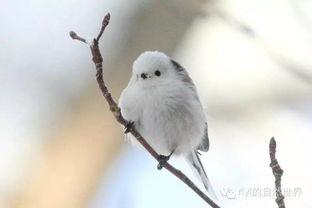 日本山雀heretitstv,传承自然之美