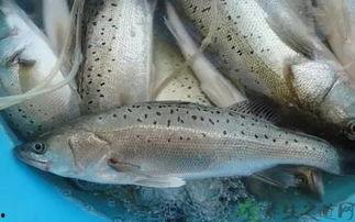 鲈鱼养殖爆料视频教程,揭秘视频教程精华