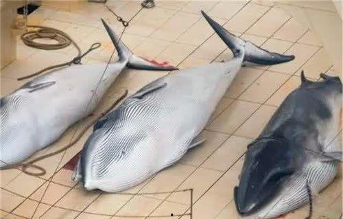 日本鲸鱼肉,探寻日本鲸鱼肉的传统文化与争议