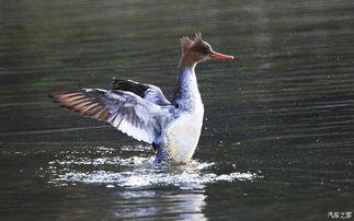 女的叫鸭子的av